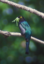 violaceous_trogon