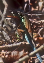 whiptail_lizard_0062