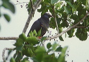 white-crowned_pigeon