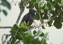white-crowned_pigeon