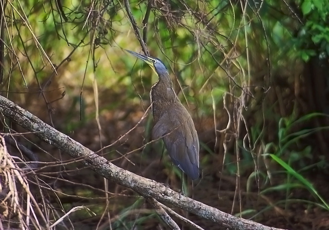 Tigrisoma mexicanum Ardeidae