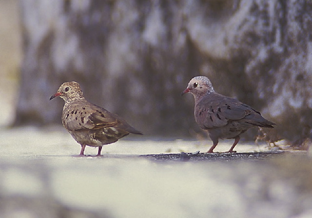 Columbina passerina Columbidae