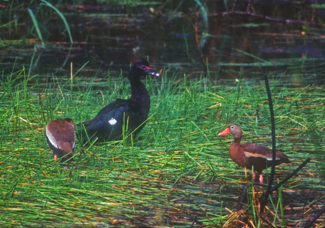 Cairina moschata Anatidae