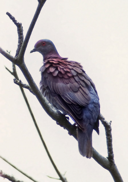 Patagioenas cayennensis Columbidae