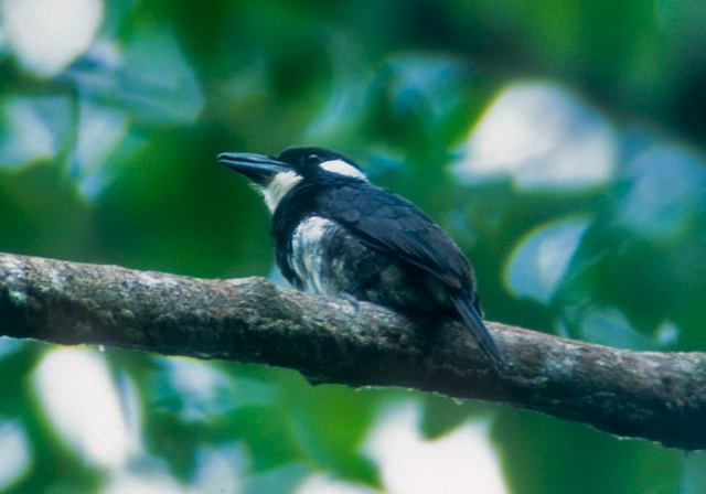 Notharchus pectoralis Bucconidae