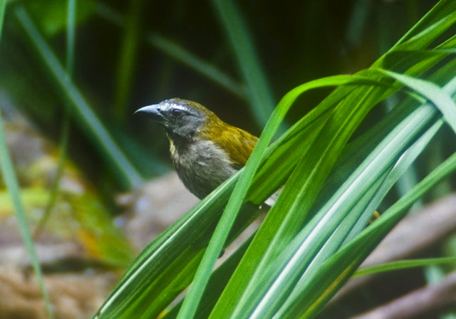 Saltator maximus Cardinalidae