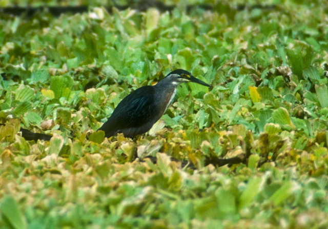 Butorides striata Ardeidae
