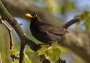 blackbird_img_7534