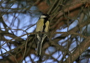 great_tit_img_8014