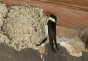 house_martin_img_7784