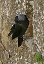 jackdaw_img_7869