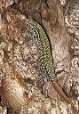 lizard_img_8114