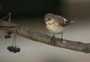 pied_flycatcher_img_7727