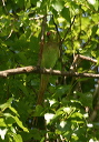 rose-ringed_parakeet__3ba7d