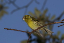 serin_img_7757