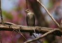 spotted_flycatcher_img_8241