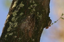 tree_creeper070