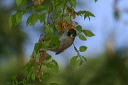 tree_sparrow074