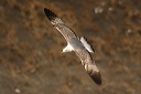 yellow-legged_gull_img_7484