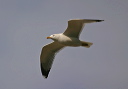 yellow-legged_gull_img_7491