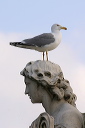 yellow-legged_gull_img_7701