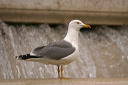 yellow-legged_gull_img_7752