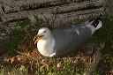 yellow-legged_gull_img_7960