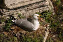 yellow-legged_gull_img_8192