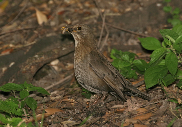 Turdus merula  