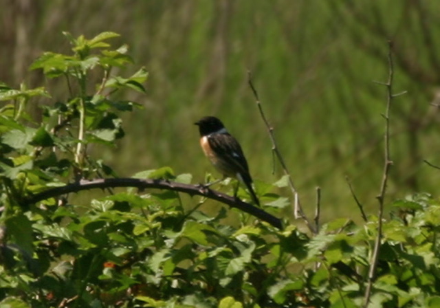 Saxicola rubicola  