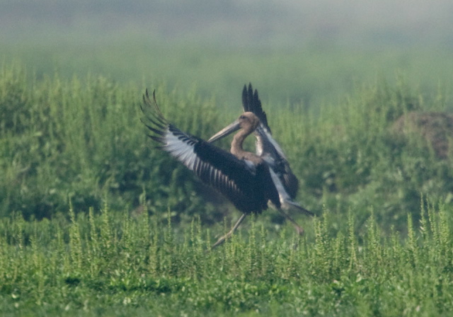 Mycteria leucocephala Ciconiidae