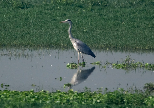 Ardea cinerea Ardeidae