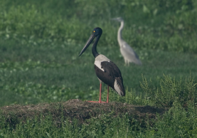 Ephippiorhynchus asiaticus Ciconiidae