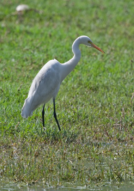 Egretta intermedia Ardeidae