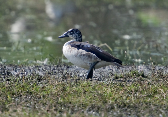 Sarkidiornis melanotos Anatidae