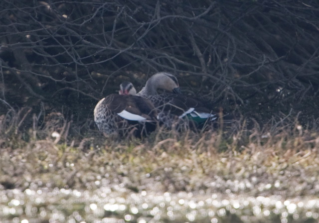 Anas poecilorhyncha Anatidae