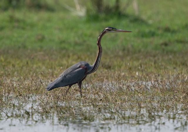 Ardea purpurea Ardeidae