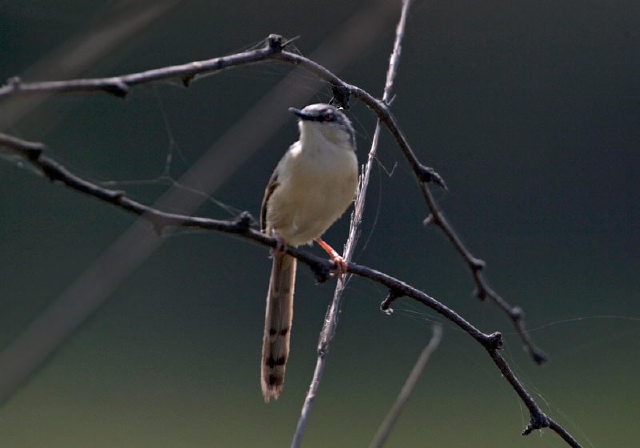 Prinia socialis Cisticolidae