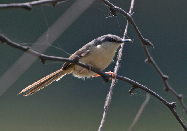 Prinia socialis Cisticolidae