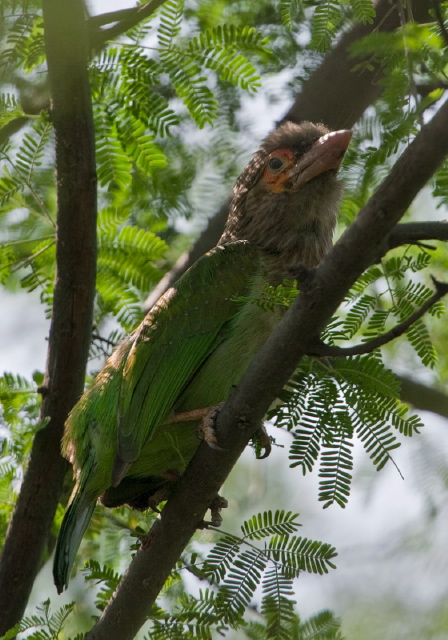 Megalaima zeylanica Ramphastidae