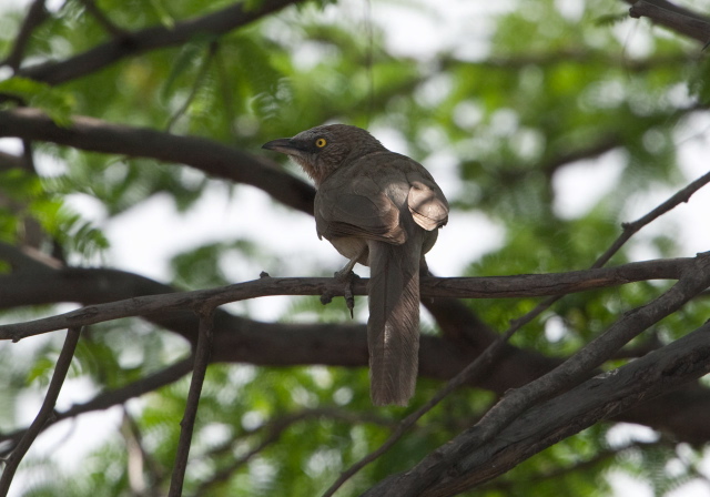 Turdoides malcolmi Timaliidae