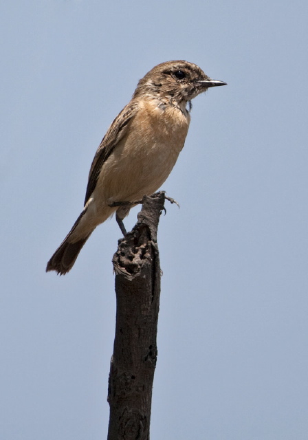 Saxicola torquatus Muscicapidae