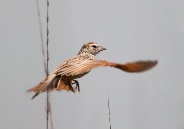 Mirafra erythroptera Alaudidae