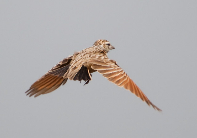 Mirafra erythroptera Alaudidae