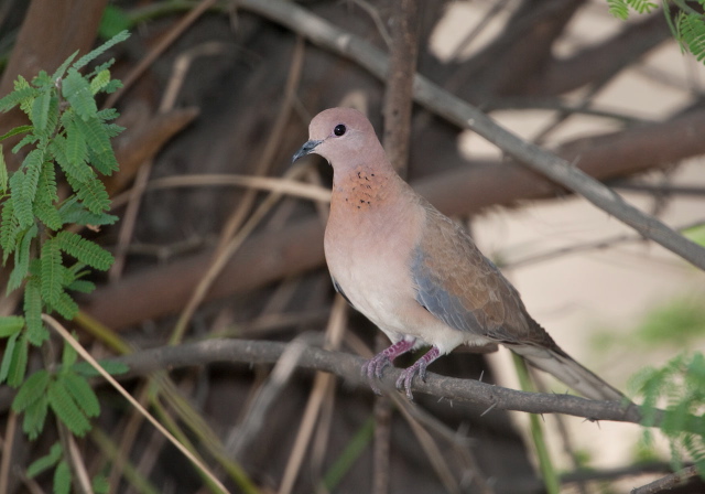 Streptopelia senegalensis Columbidae