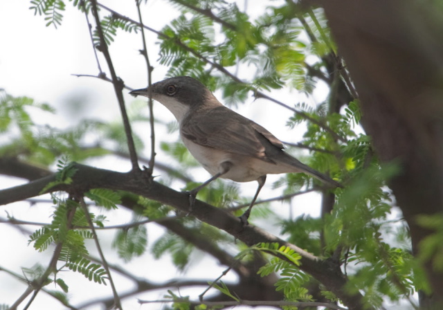 Turdoides malcolmi Timaliidae