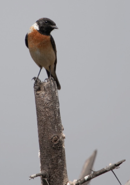 Saxicola torquatus Muscicapidae