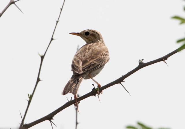 Anthus rufulus Motacillidae