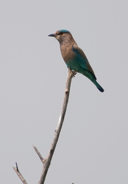 Coracias benghalensis Coraciidae