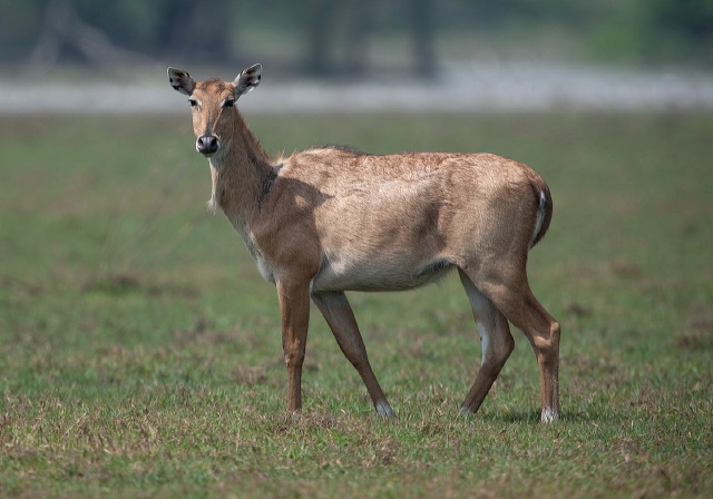 Boselaphus tragocamelus Bovidae